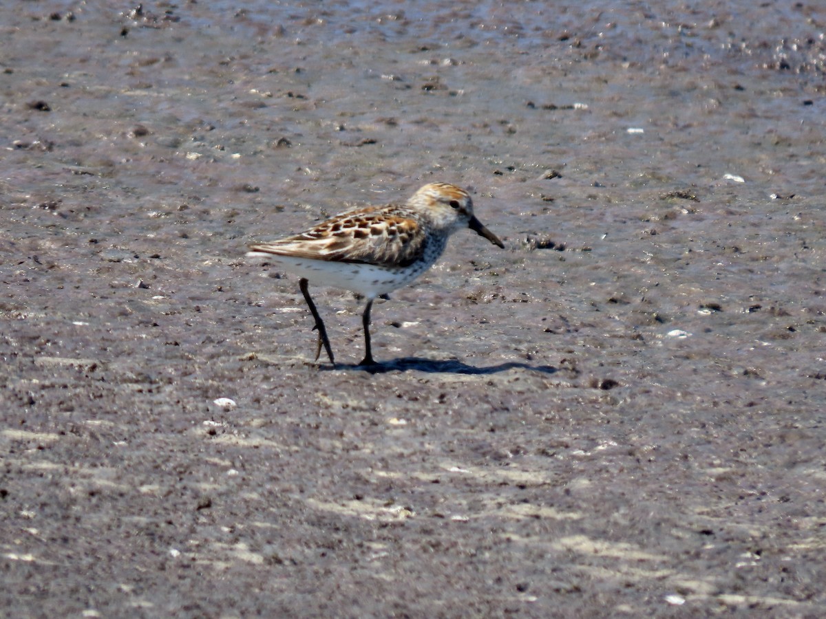 Western Sandpiper - ML638739697