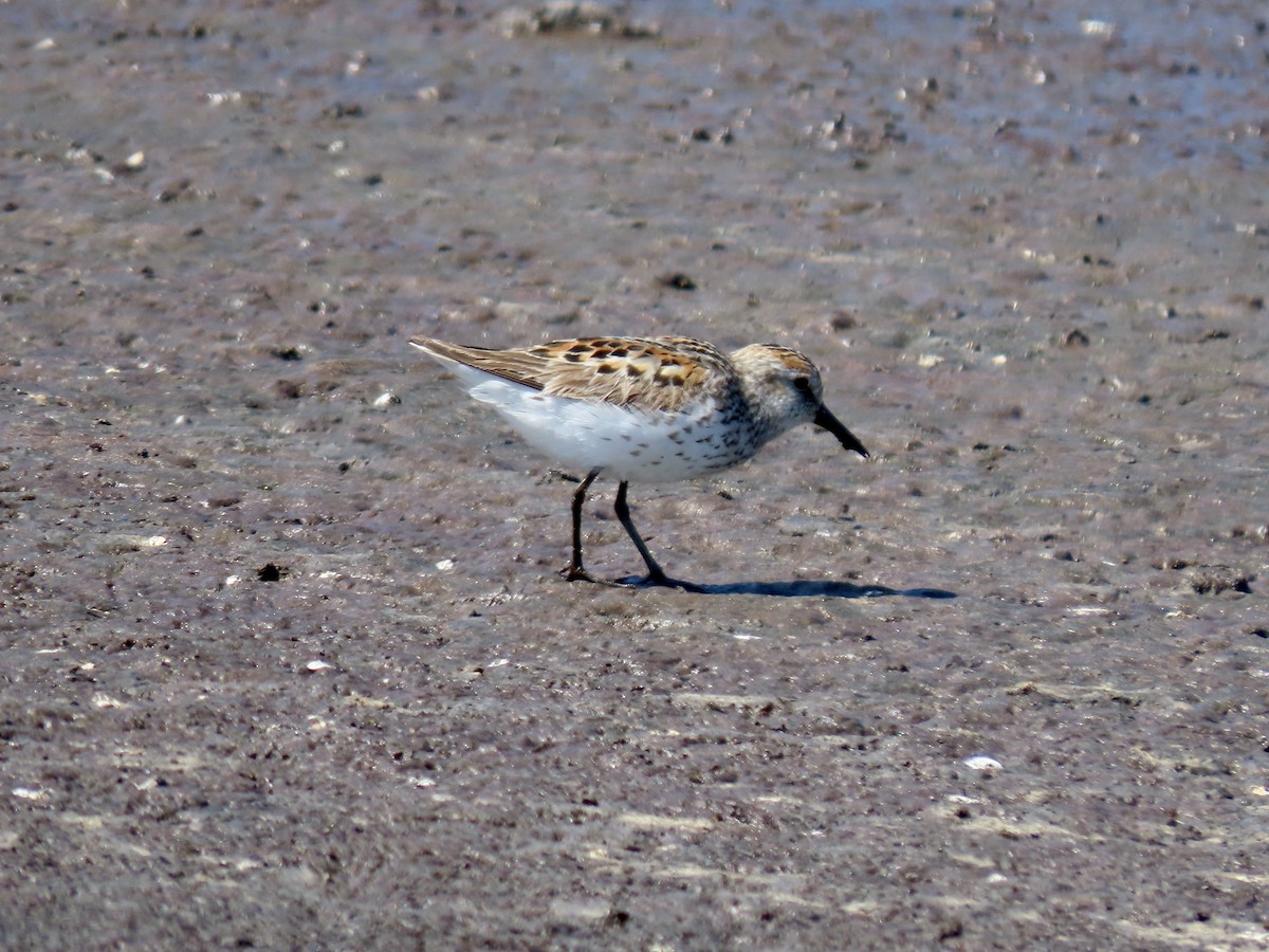 Western Sandpiper - ML638739698