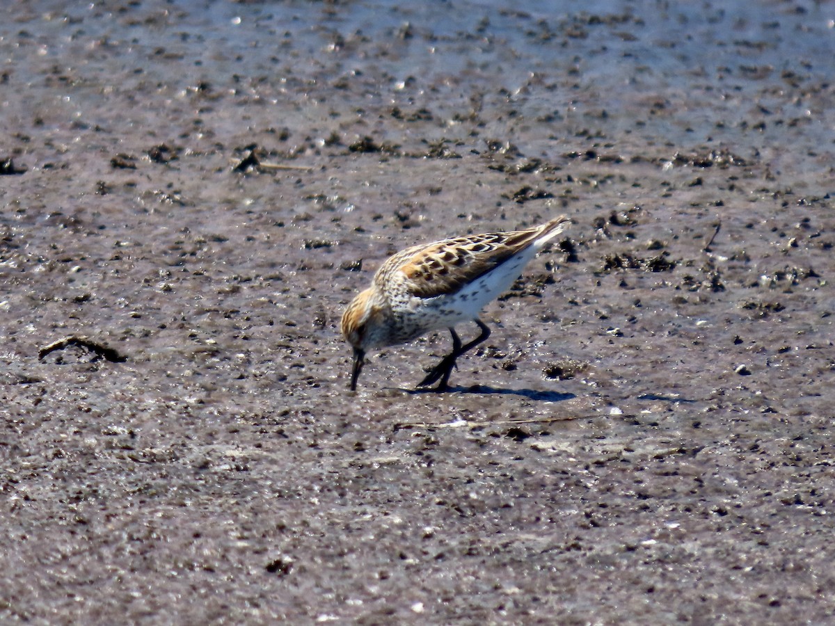 Western Sandpiper - ML638739699
