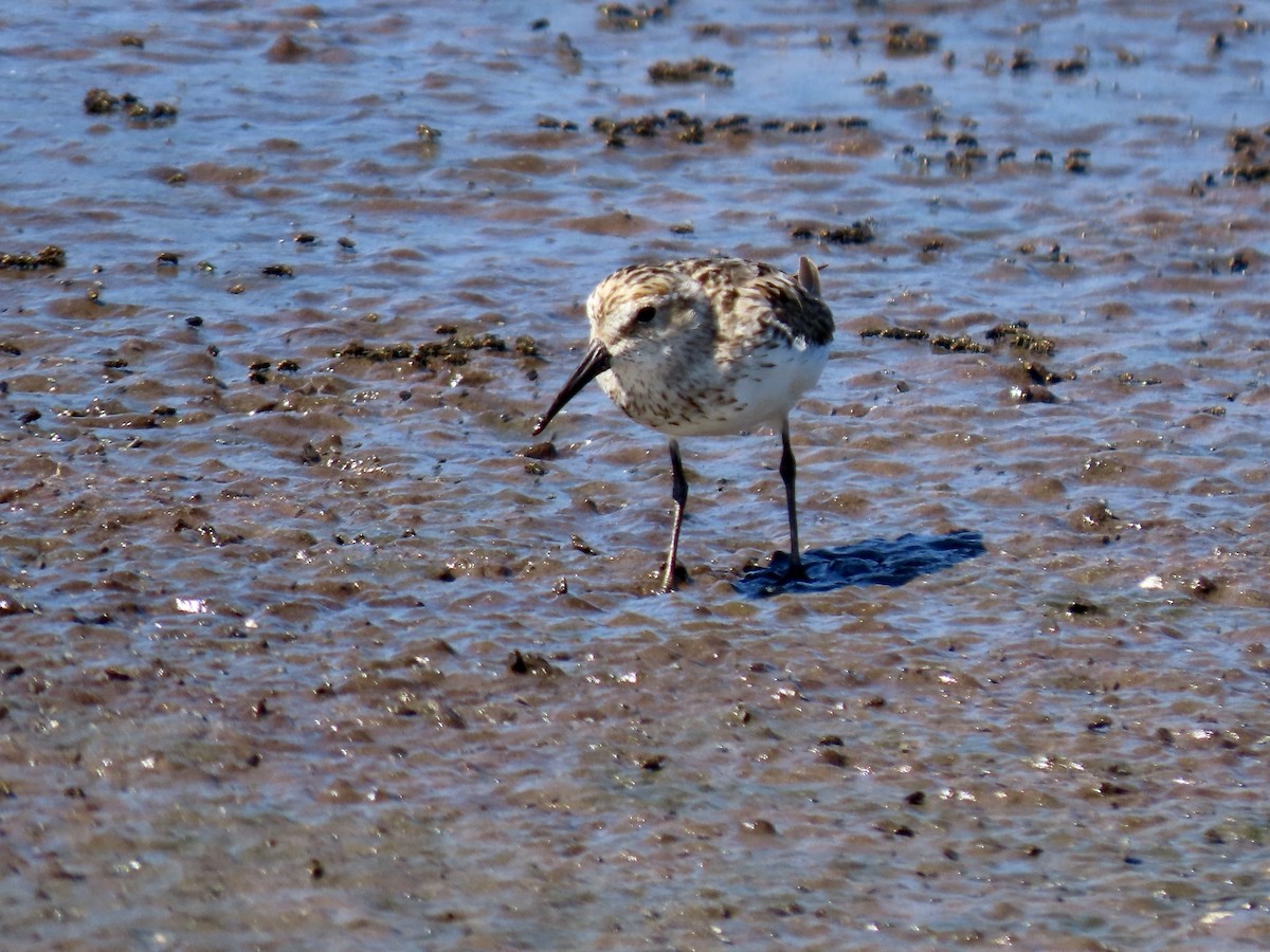 Western Sandpiper - ML638739700