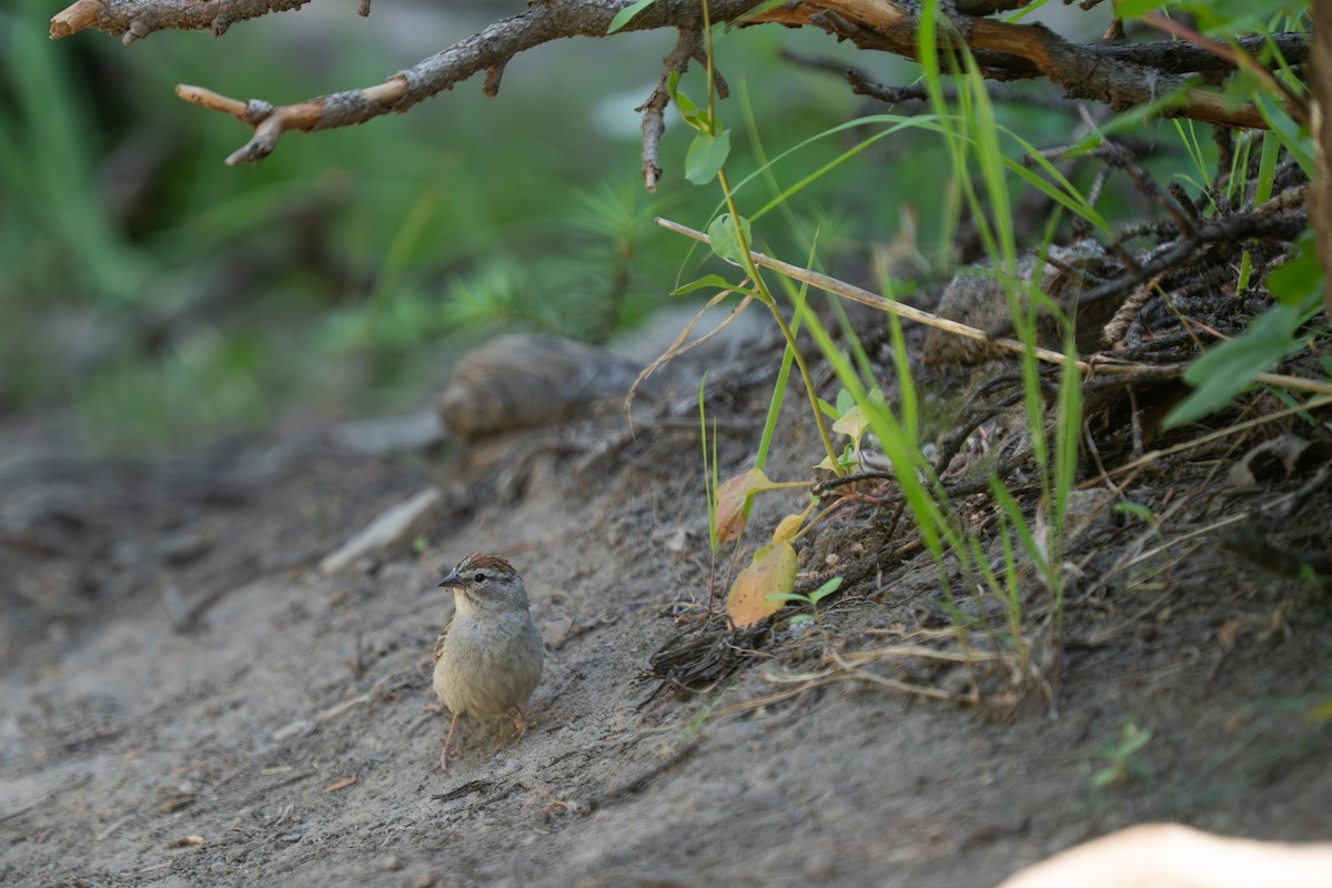 Chipping Sparrow - ML638739708