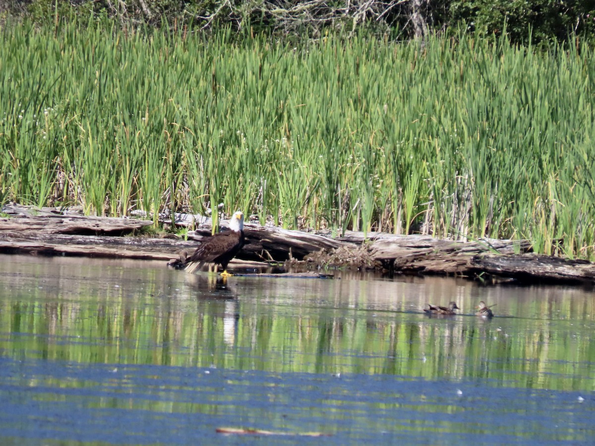 Bald Eagle - ML638739714