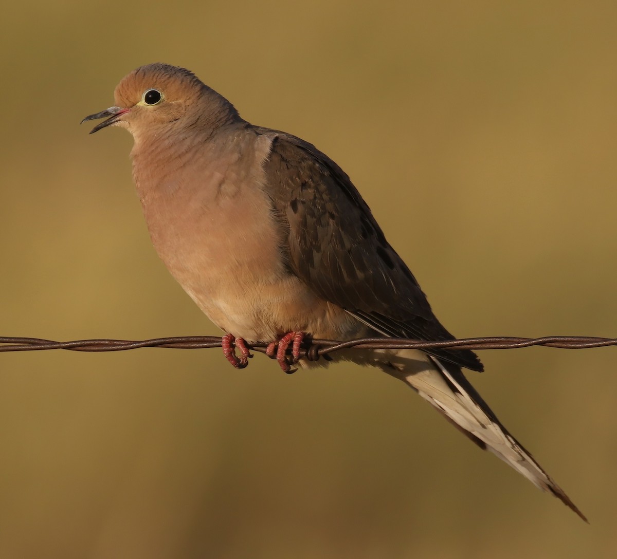 Mourning Dove - ML638739720