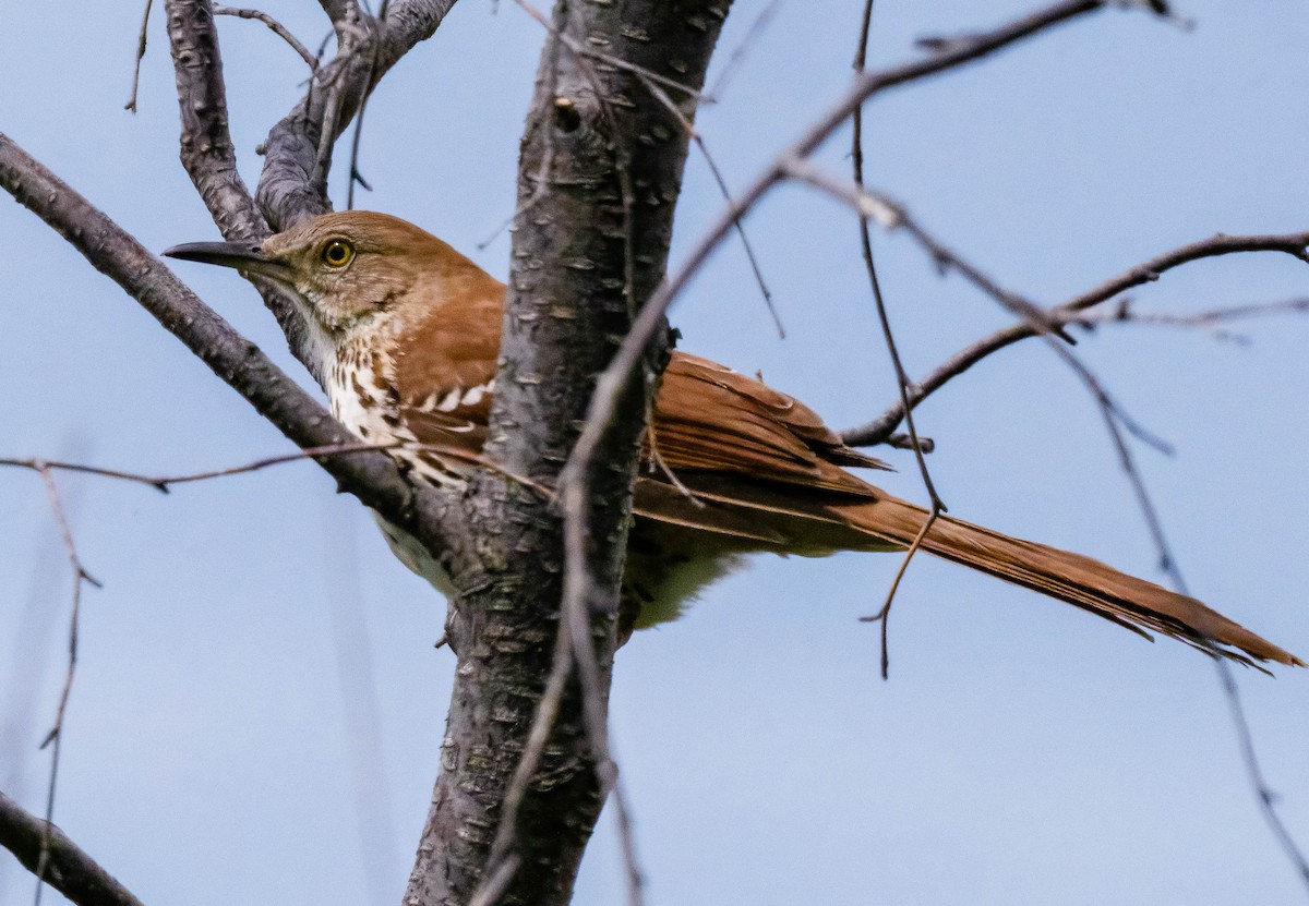 Brown Thrasher - ML638739726