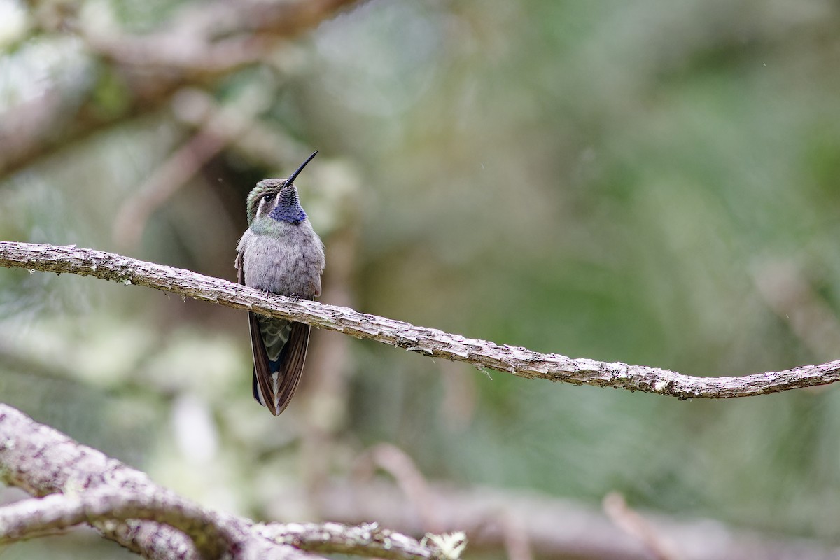 Blue-throated Mountain-gem - ML638739731