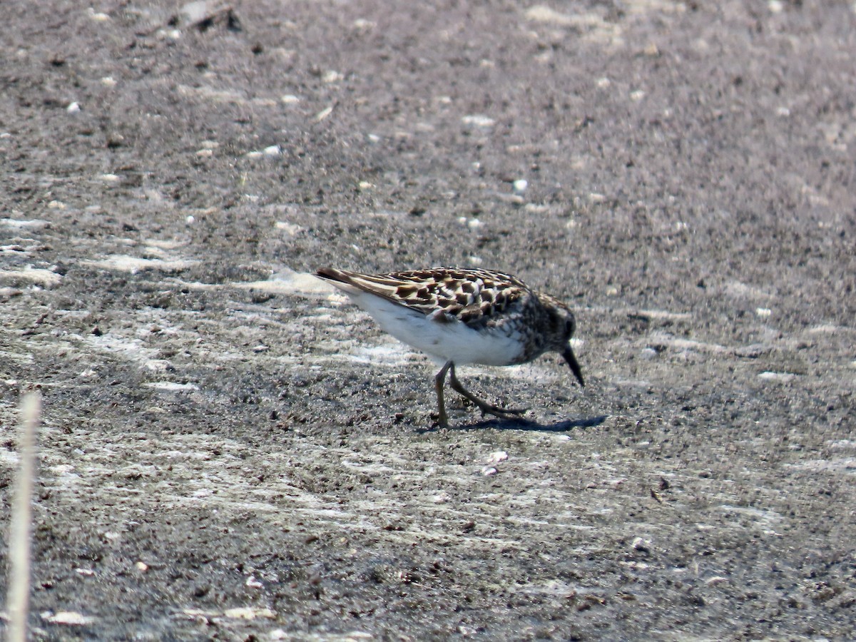 Least Sandpiper - ML638739738