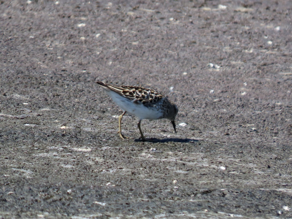 Least Sandpiper - ML638739739