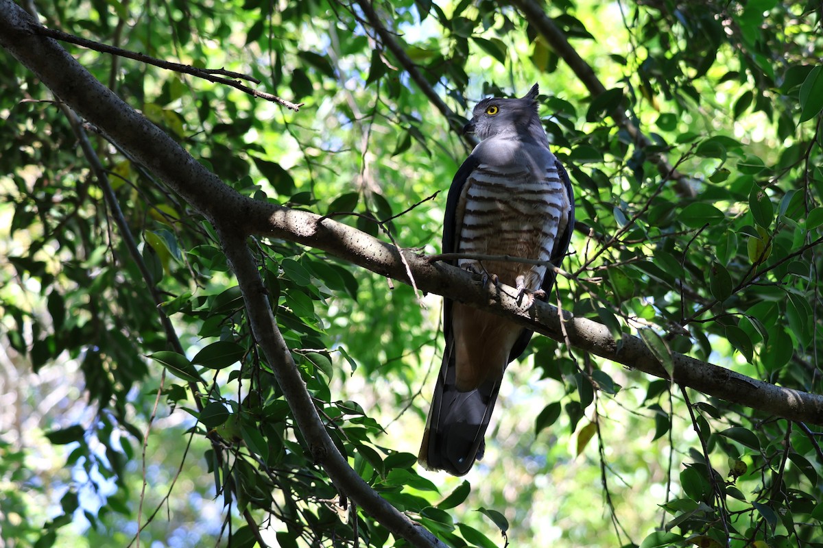 Pacific Baza - ML638739741