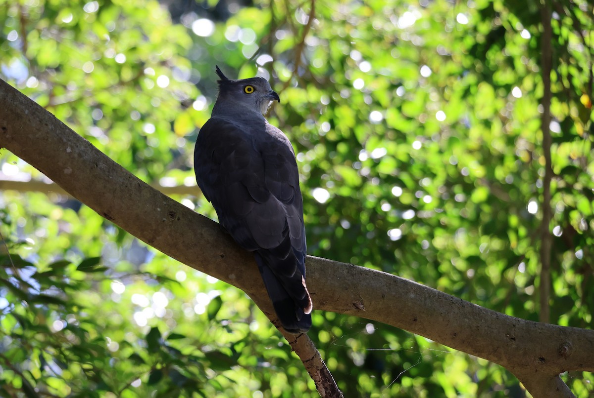 Pacific Baza - ML638739742