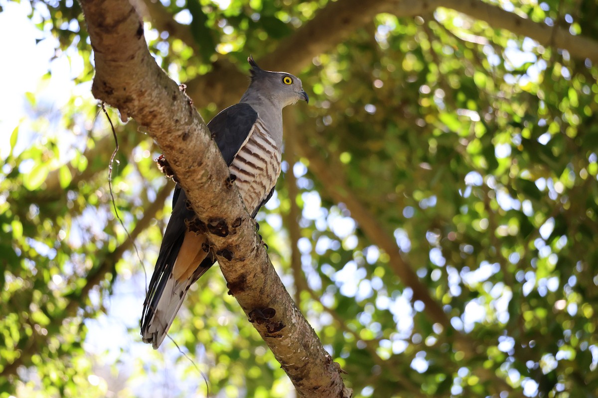Pacific Baza - ML638739744
