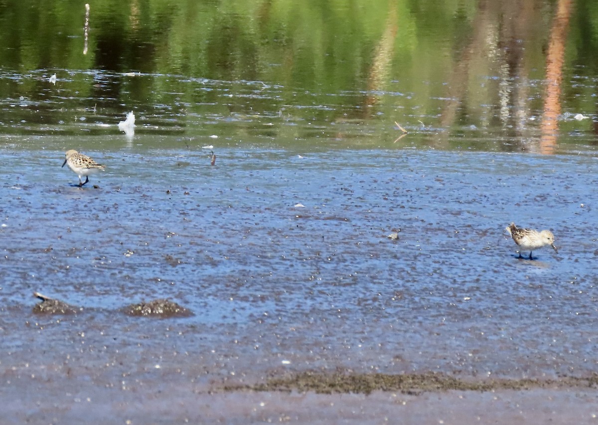 Semipalmated Sandpiper - ML638739773
