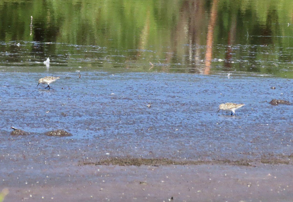 Semipalmated Sandpiper - ML638739774