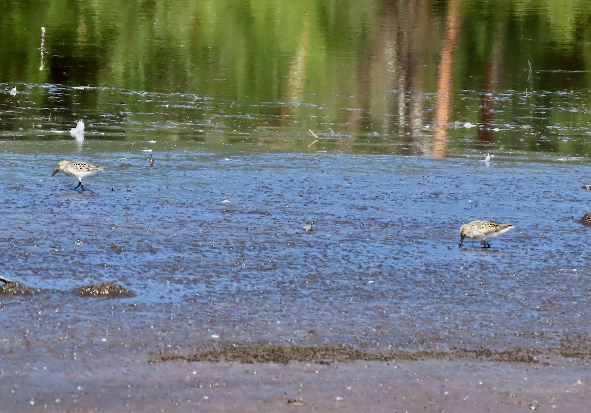 Semipalmated Sandpiper - ML638739775