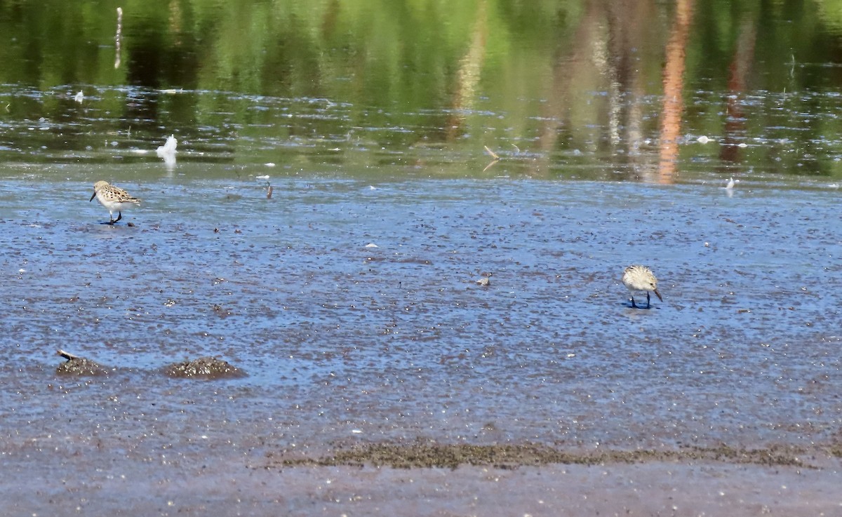 Semipalmated Sandpiper - ML638739776