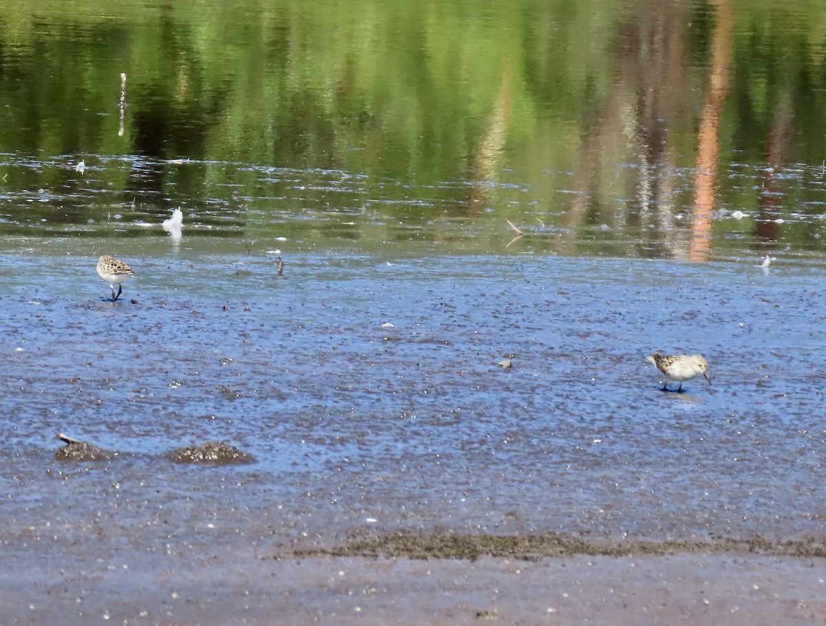 Semipalmated Sandpiper - ML638739777