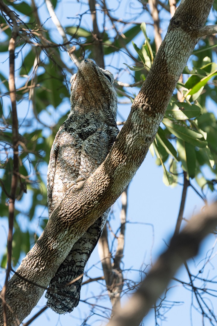 Great Potoo - ML638739790