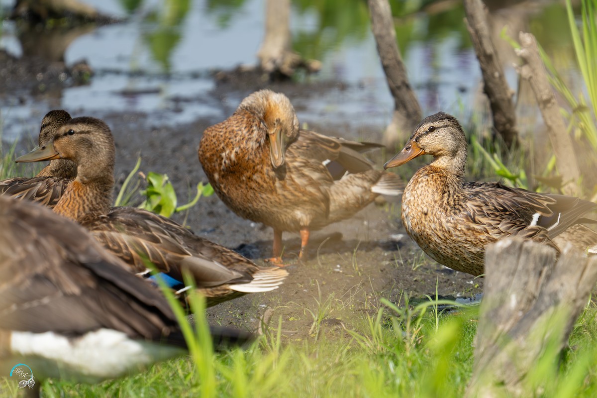 Stockente - ML638739802