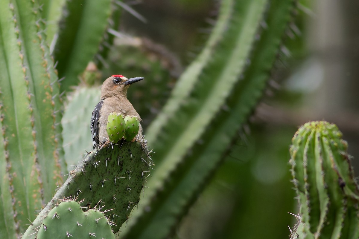 Gray-breasted Woodpecker - ML638739807