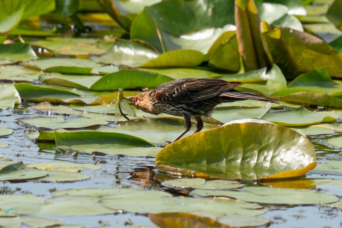 Red-winged Blackbird - ML638739810