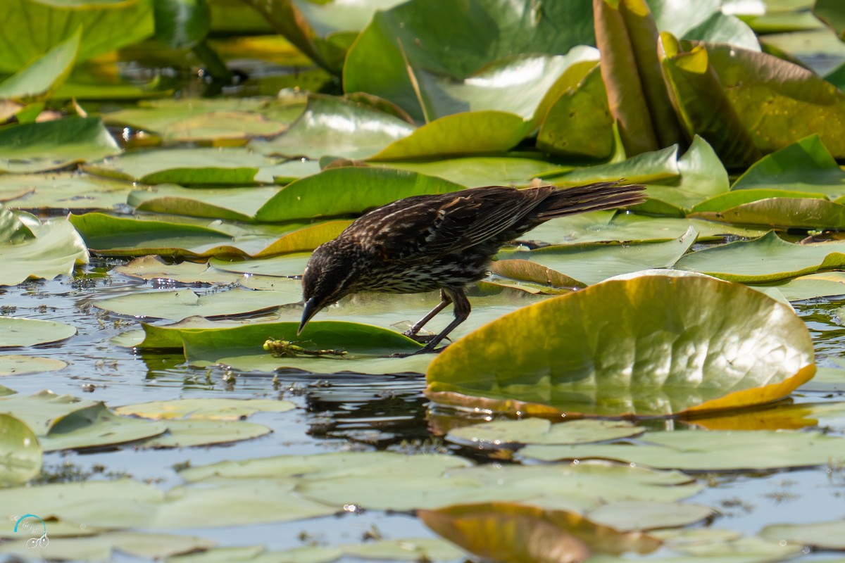 Red-winged Blackbird - ML638739811