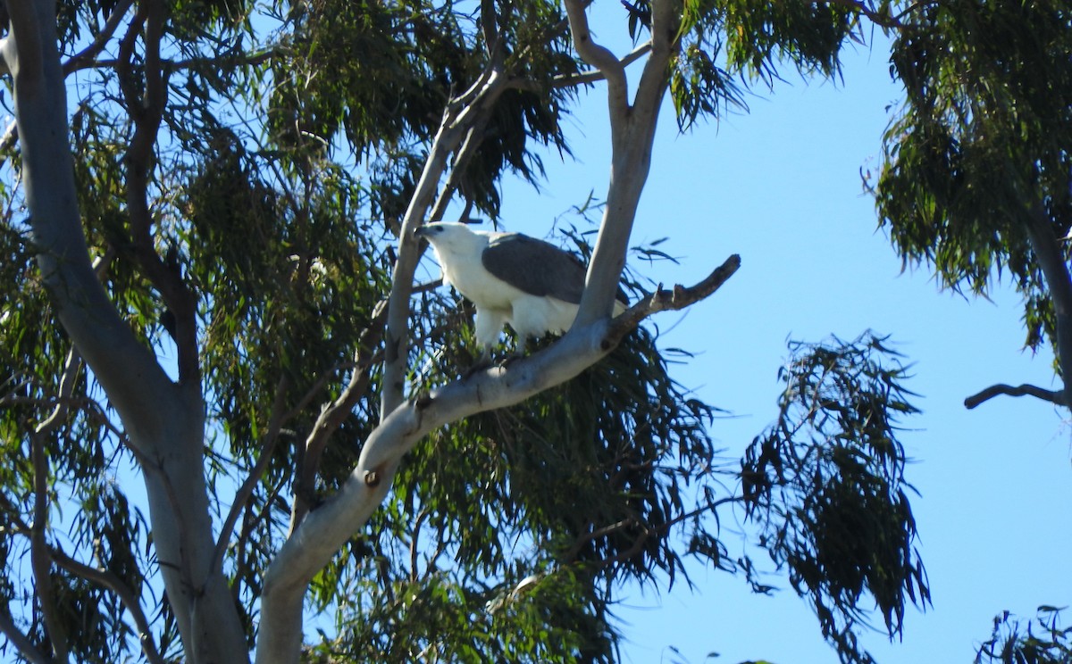 White-bellied Sea-Eagle - ML638739828