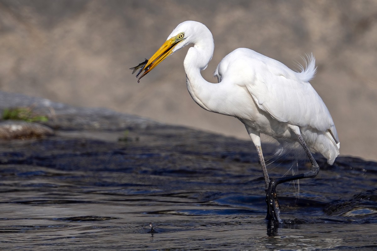 Great Egret - ML638739830