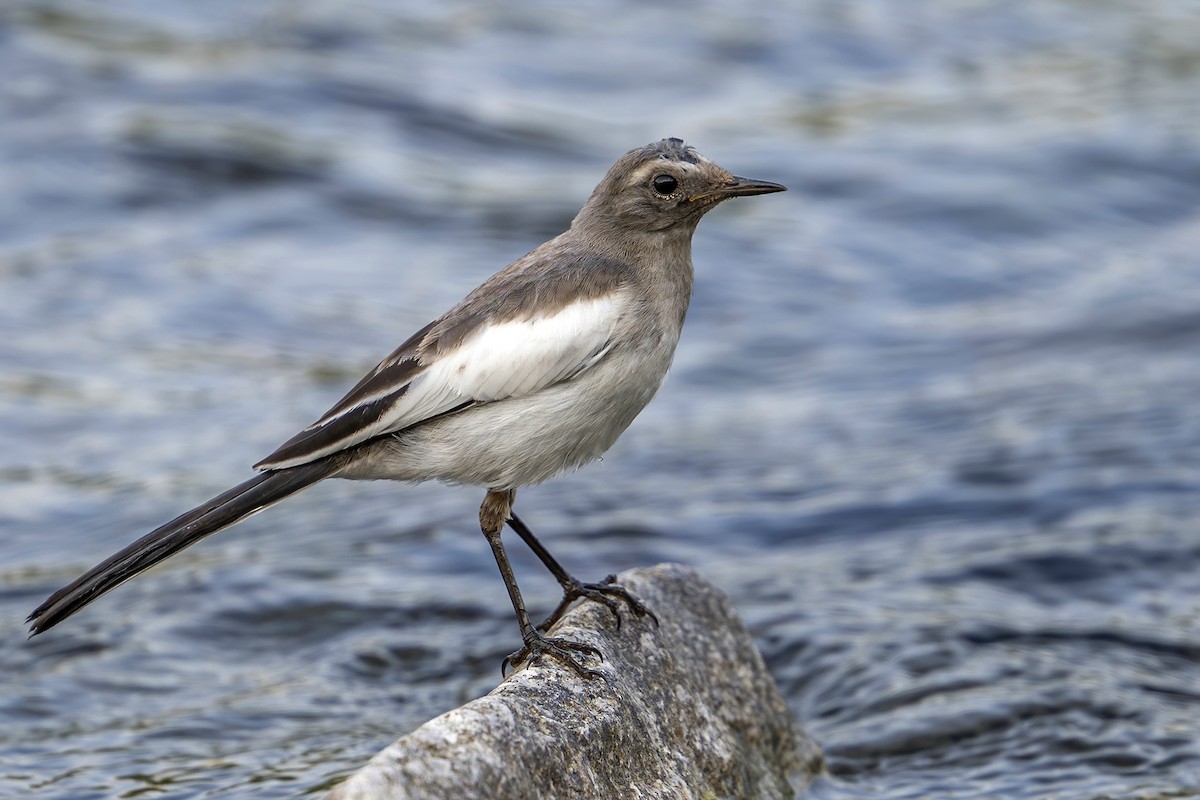 Japanese Wagtail - ML638739836