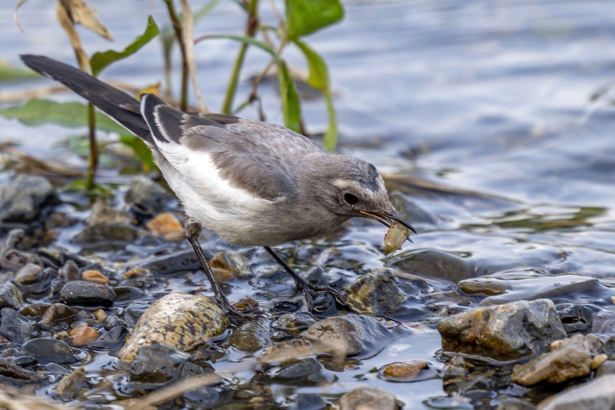 Japanese Wagtail - ML638739837