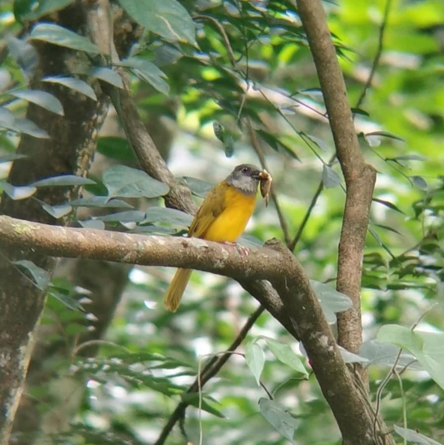 Gray-headed Tanager - ML638739843