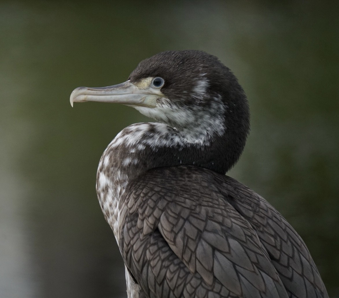 Cormoran varié - ML638739845