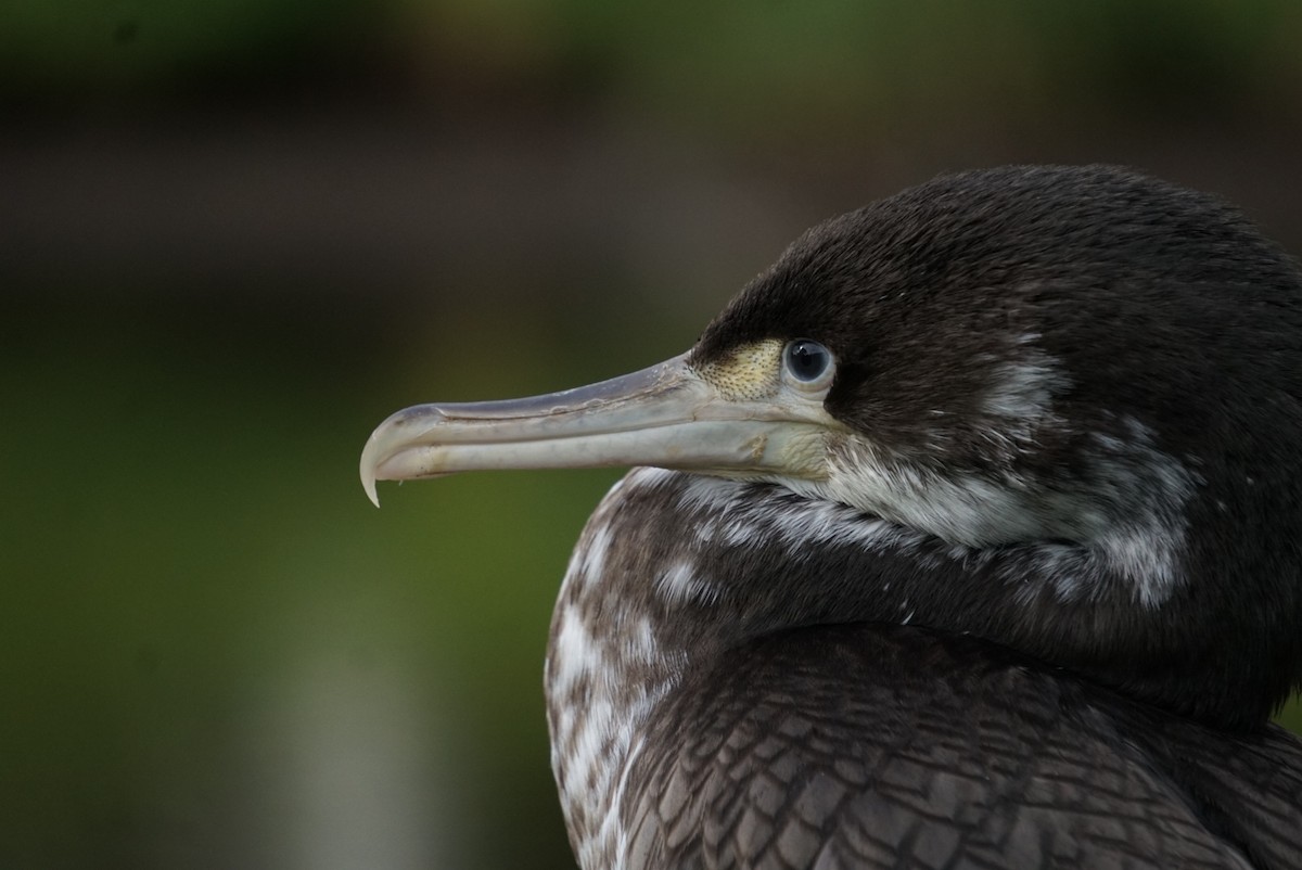 Cormoran varié - ML638739846
