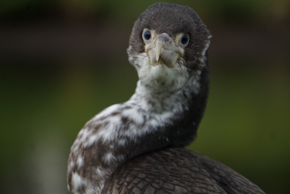Cormoran varié - ML638739847