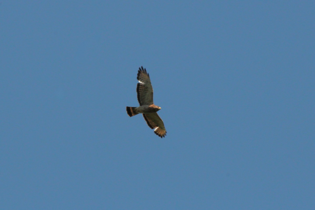 Breitflügelbussard - ML638739849