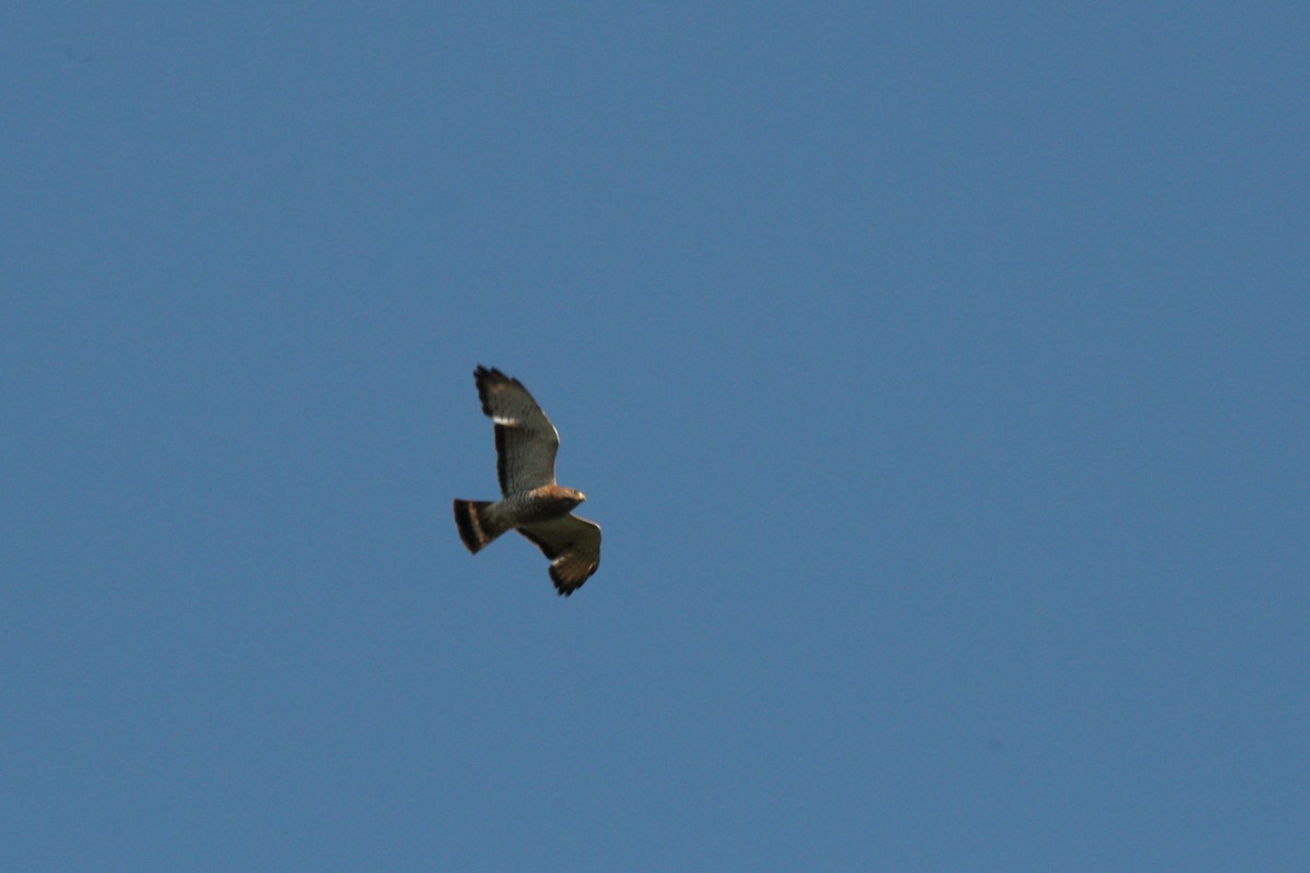 Breitflügelbussard - ML638739850