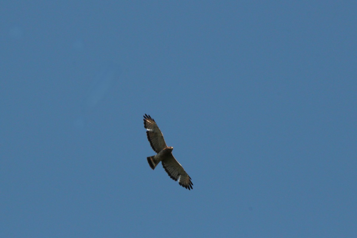 Breitflügelbussard - ML638739851