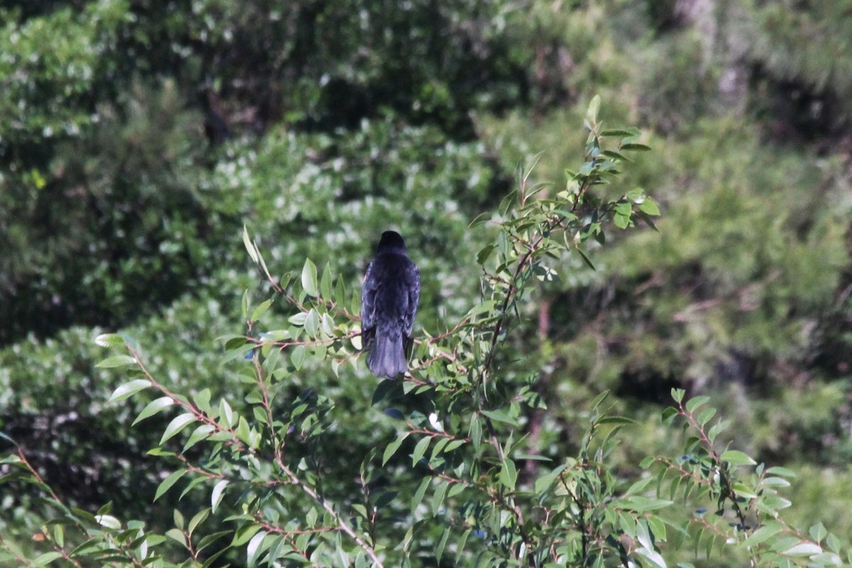 Red-winged Blackbird - ML638739875