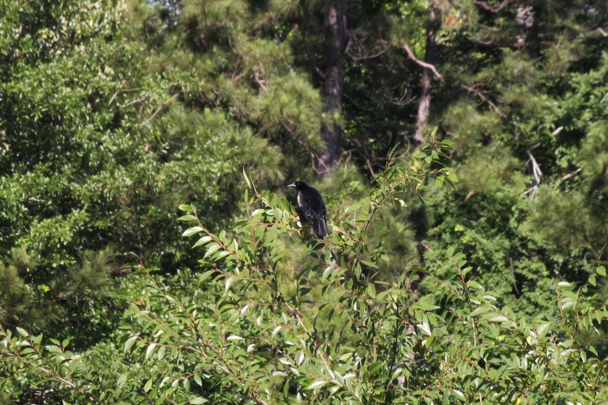 Red-winged Blackbird - ML638739876