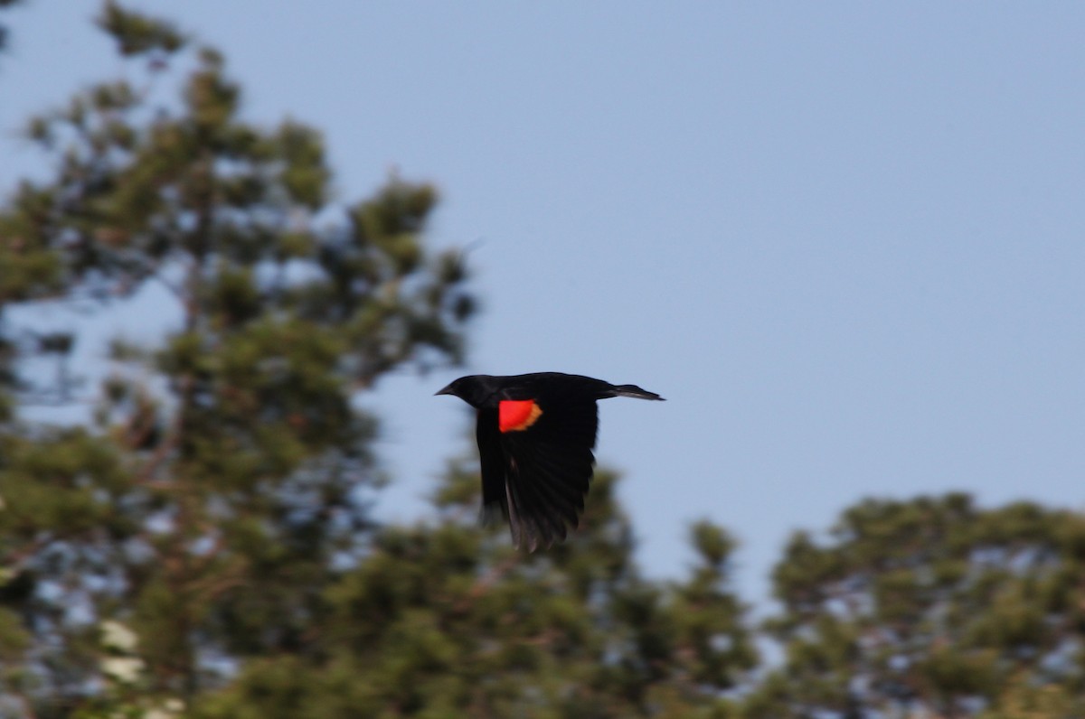 Red-winged Blackbird - ML638739877
