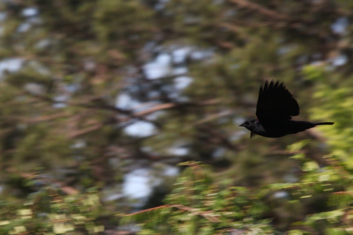 Red-winged Blackbird - ML638739878