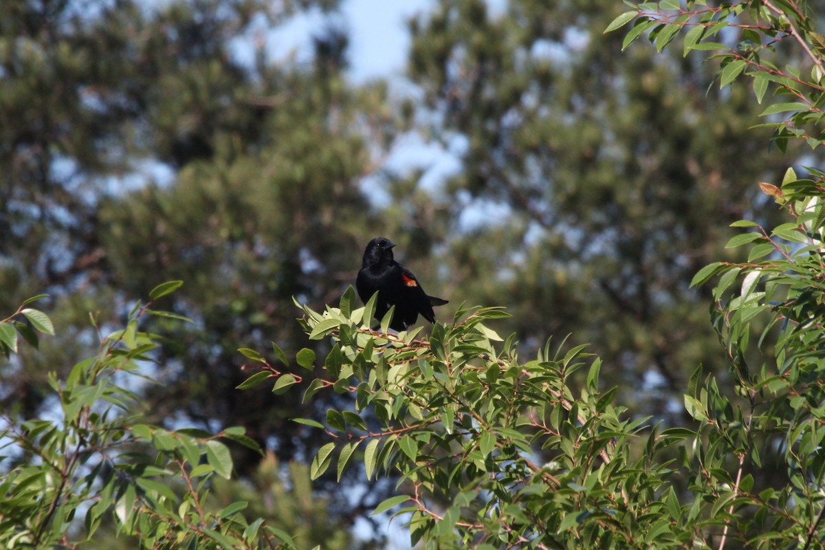 Red-winged Blackbird - ML638739879