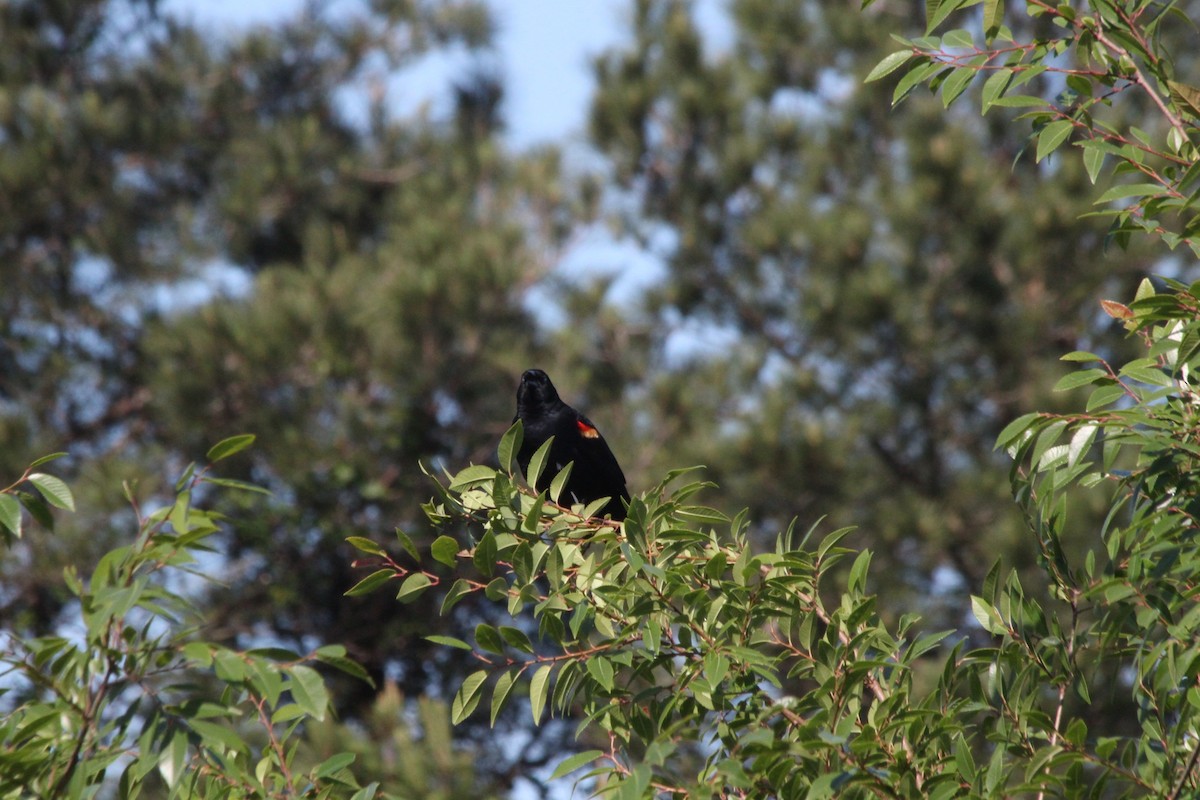 Red-winged Blackbird - ML638739880