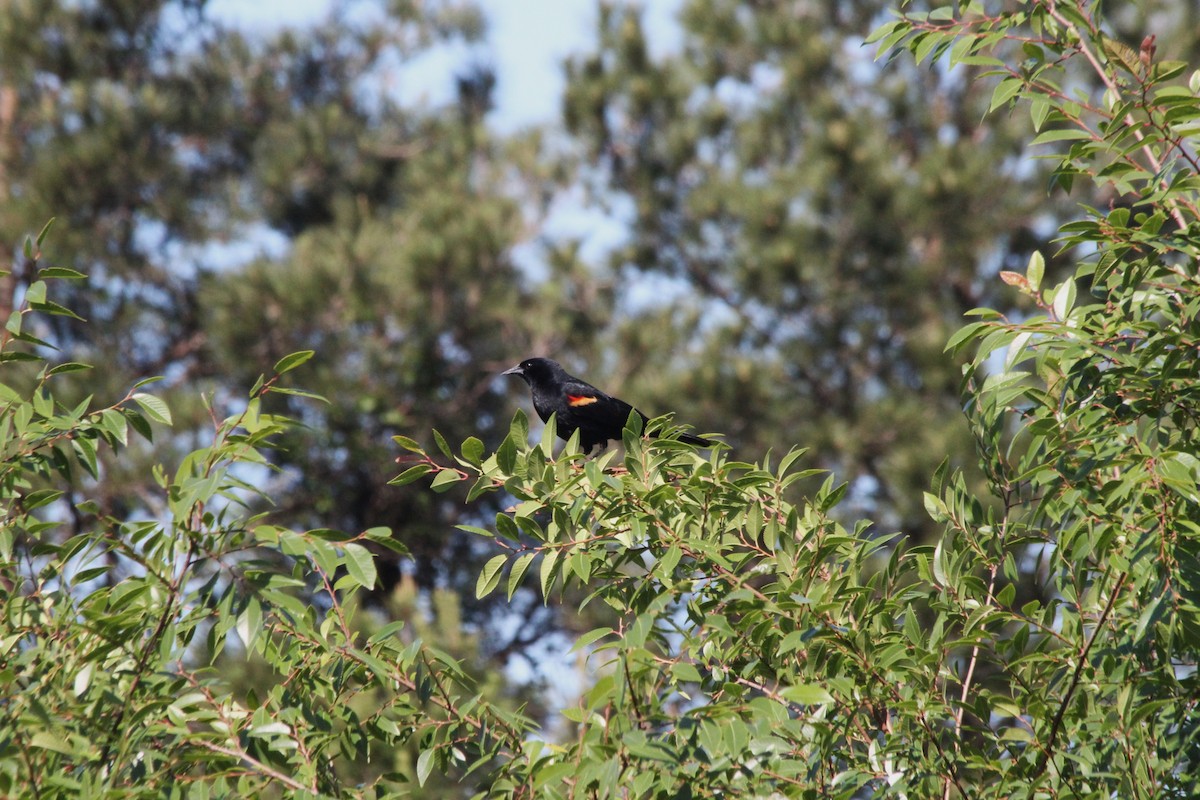 Red-winged Blackbird - ML638739881