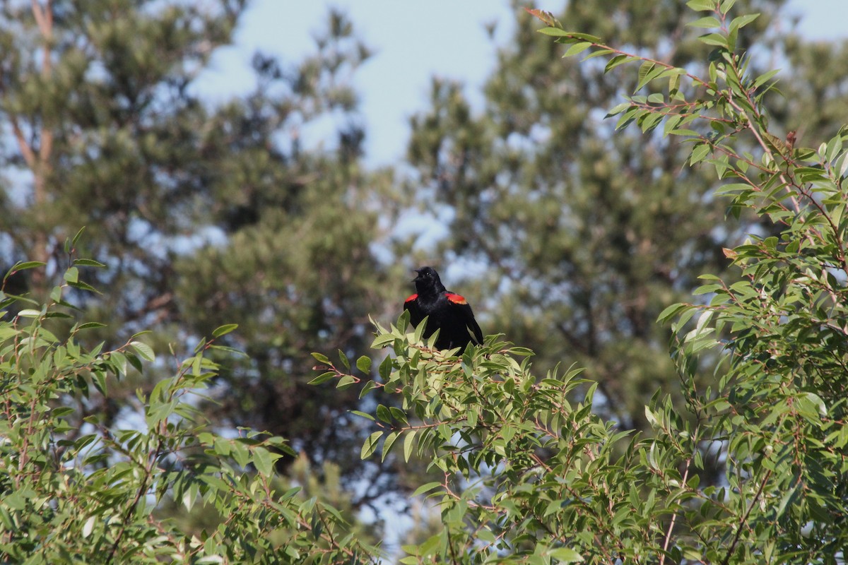 Red-winged Blackbird - ML638739882