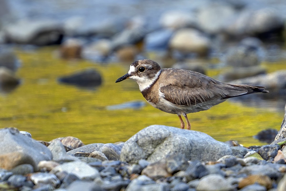 Long-billed Plover - ML638739910