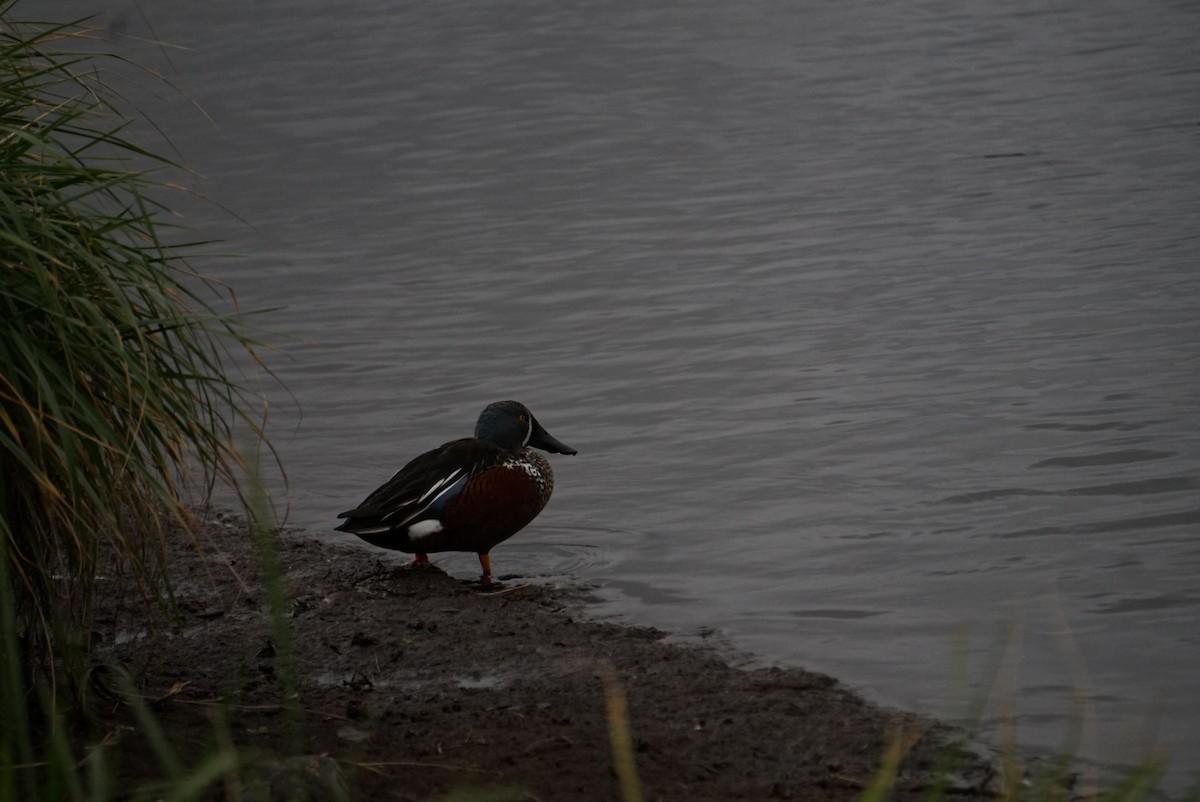 Canard bridé - ML638739913
