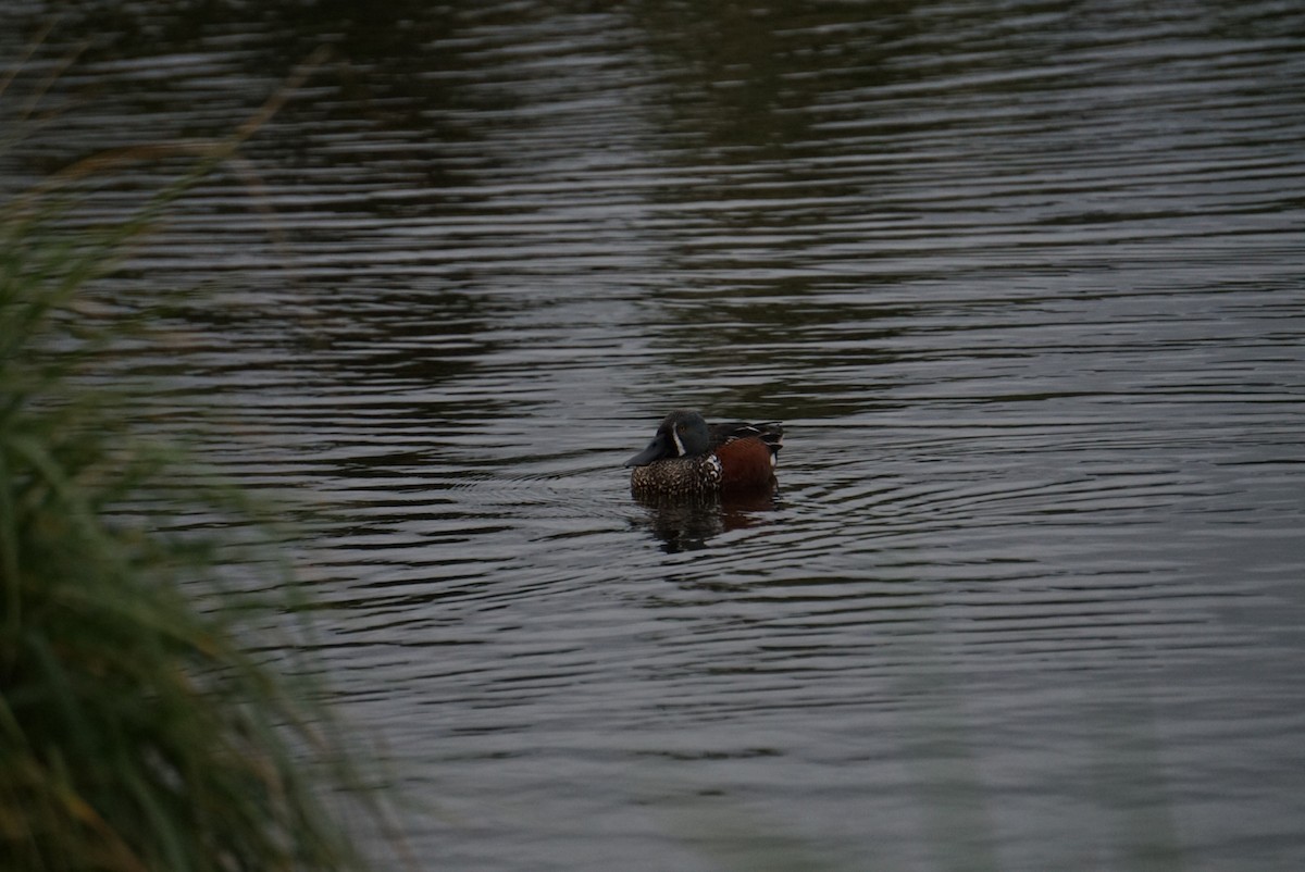 Canard bridé - ML638739914
