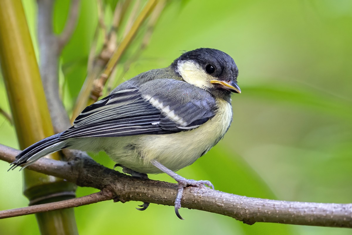 Asian Tit (Japanese) - ML638739924