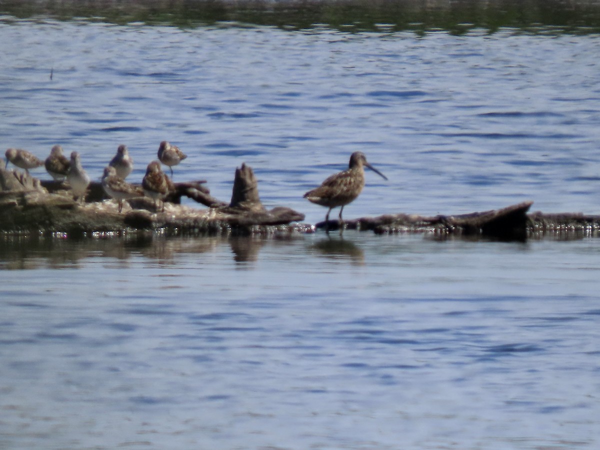 Long-billed Dowitcher - ML638739932