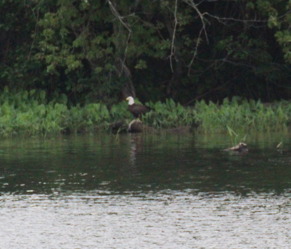 Bald Eagle - ML638739935
