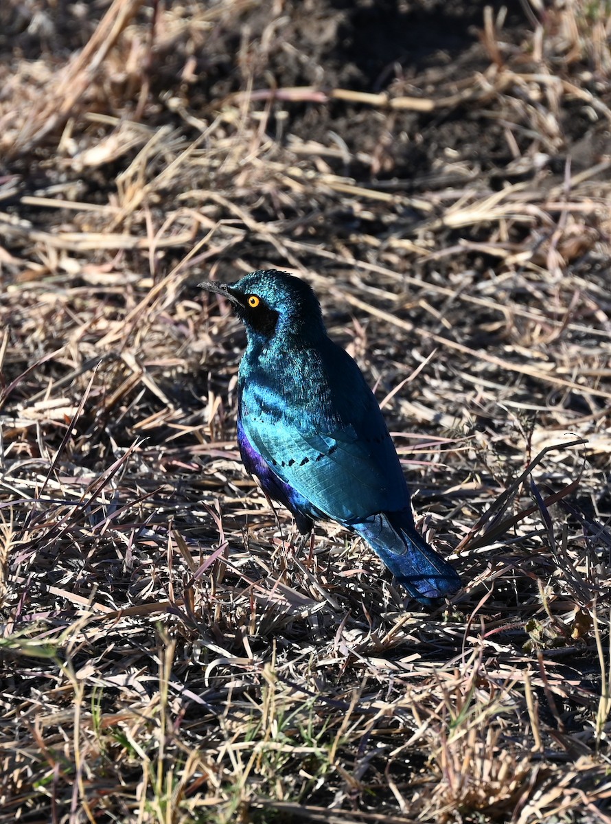 Greater Blue-eared Starling - ML638739938